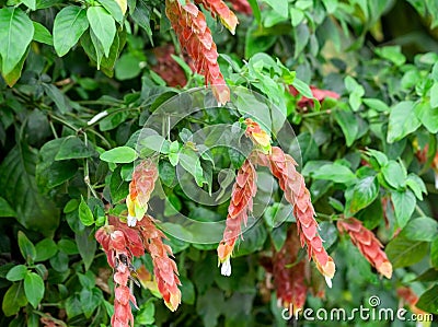 Acanthaceae beloperone guttata brandegeei piliena, a bush with long red and orange flowers with white buds Stock Photo