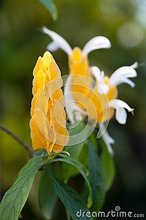 Acanthaceae Pachystachys lutea Stock Photo