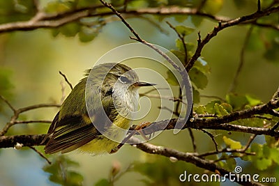 Acanthisitta chloris - Rifleman - titipounamu male Stock Photo