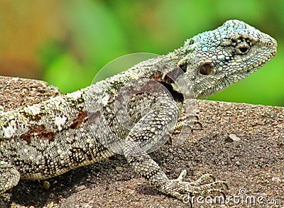 Acanthocercus atricollis Stock Photo