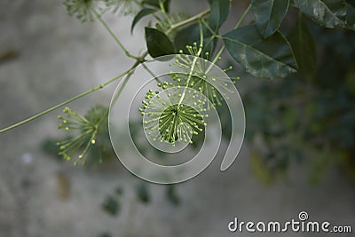 Acanthopanax aculeatus in bloom Stock Photo