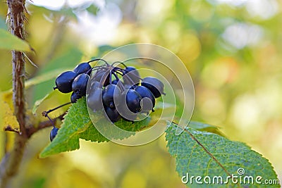 Acanthopanax Senticosus, also called Siberian Ginseng, Stock Photo