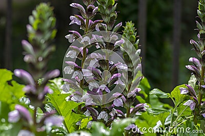 Acanthus hungaricus tall flowering plant, herbaceous purple white green flowers in bloom Stock Photo