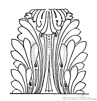 Acanthus Leaves Roman acanthus constitutes a type vintage engraving Vector Illustration