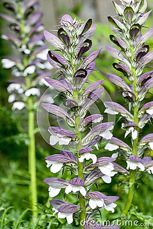 Acanthus mollis Bear`s Breeches Stock Photo