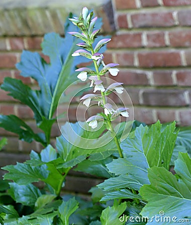 Acanthus, mollis, Bear`s breeches Stock Photo