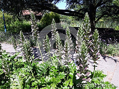 Acanthus Mollis `Latifolius` or Bear `s Breeches plant Stock Photo