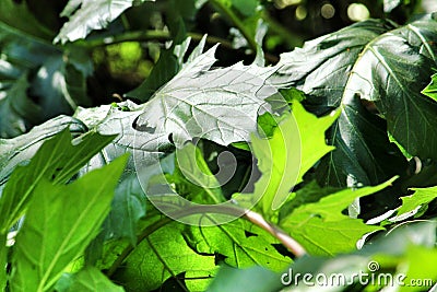 Acanthus Mollis leaves background in the garden Stock Photo