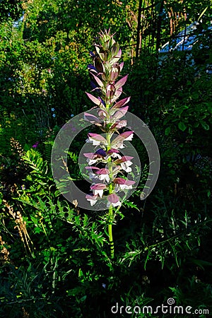Acanthus spinosus flowers,Bear`s Breeches, Sea Dock, Bearsfoot, Oyster plant, herbaceous perennial plant in the Stock Photo