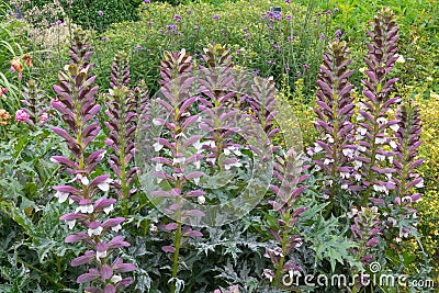 Acanthus spinosus Stock Photo