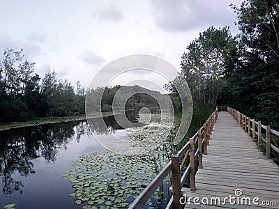 Acarlar Floodplain Forest in Sakarya, Karasu Stock Photo