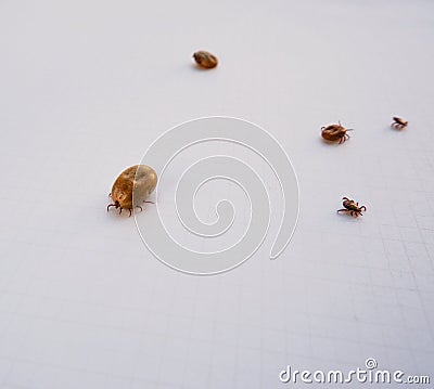 Acarus. Parasites. Several ticks removed from a dog after walking on white paper Stock Photo