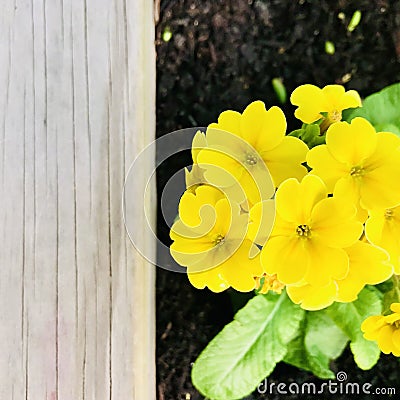 Acaulis primroses, yellow flowers in wood box. Stock Photo