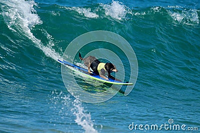 Dog surfing event in Huntington Beach California Editorial Stock Photo