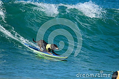 Dog surfing competition in Huntington Beach, California Editorial Stock Photo