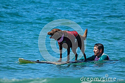 Dog surfing event in Huntington Beach California Editorial Stock Photo