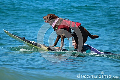 Dog surfing competition in Huntington Beach, California Editorial Stock Photo