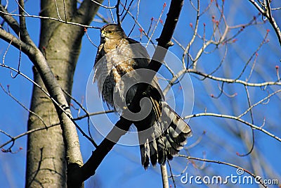 Accipiter Cooperii Coopers Hawk Stock Photo