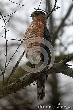 Adult Cooper`s Hawk Looking to Left II- Accipiter cooperii Stock Photo