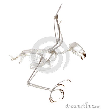 Accipiter Nisus Skeleton Stock Photo