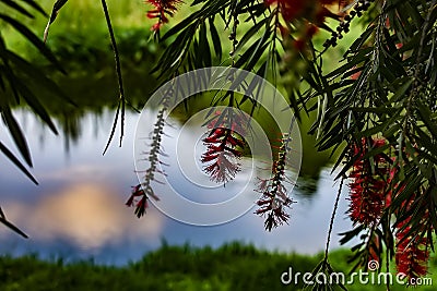 Acclimatization park in sao paulo brazil red flowers Stock Photo