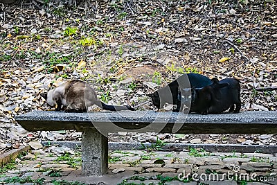 Acclimatization park in sao paulo brazil three abandoned cats Stock Photo