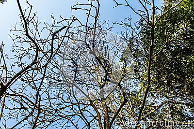 Acclimatization park sÃ£o paulo Brazil blue sky between tree Stock Photo