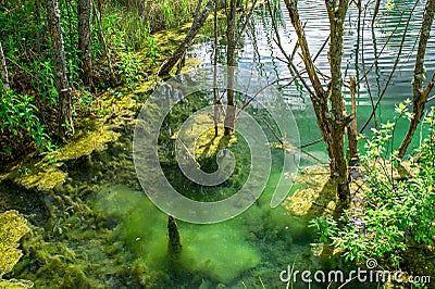 Accumulation of various algae in clear clear water in the coastal zone of the reservoir. Background Stock Photo