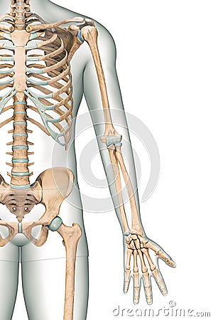 Accurate anterior or front view of the arm or upper limb bones of the human skeletal system with male body contours isolated on Cartoon Illustration