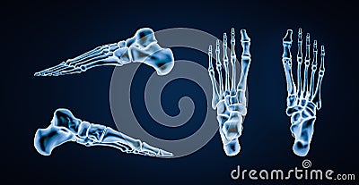 Accurate bones of human left foot bones or skeleton 3D rendering illustration. Lateral, medial, dorsal and plantar views. Anatomy Cartoon Illustration
