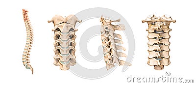 Accurate human cervical vertebrae or bones isolated on white background 3D rendering illustration. Anterior, lateral and posterior Cartoon Illustration