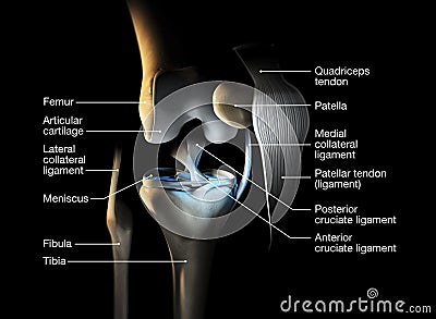 Healthy knee joint, labeled, 3D illustration Cartoon Illustration