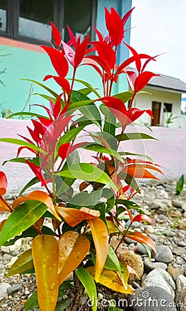 Aceh Indonesia which is full of beauty. Beautiful flowers adorn our home environment Stock Photo