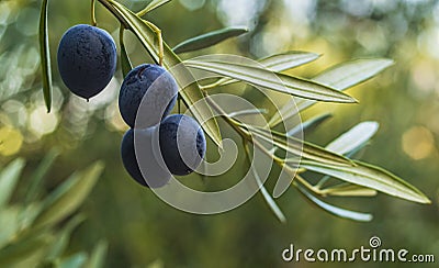 Aceitunas (Olives) Stock Photo