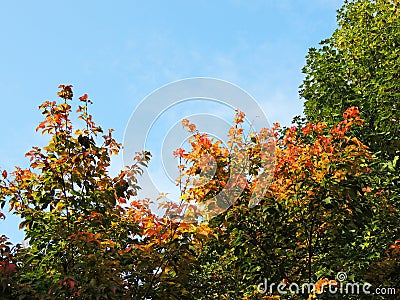 Acer henryi Pax in the fall Stock Photo