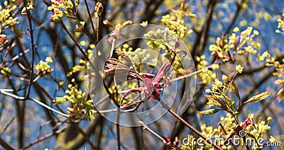 Acer negundo, Box elder, boxelder, ash-leaved and maple ash, Manitoba, elf, ashleaf maple male inflorescences Stock Photo