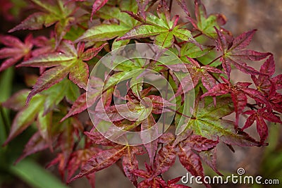 Acer Palmatum `Beni Maiko` Stock Photo