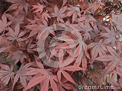 Acer palmatum 'Bloodgood' Stock Photo