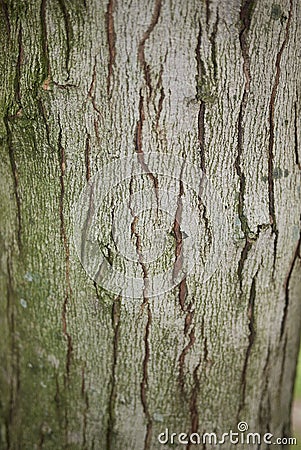 Acer saccharinum trunk Stock Photo