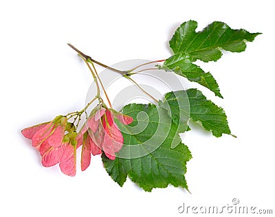 Acer tataricum, Tatar maple or Tatarian maple. Isolated on white. Stock Photo