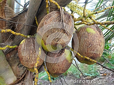 Aceria guerreronis, the coconut mite, is an eriophyid mite which infests coconut plantations. It is economically devastating, and Stock Photo