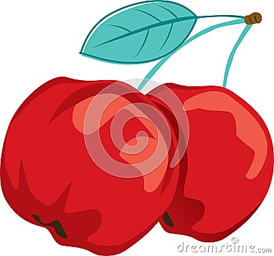 Acerola cherries illustration Vector Illustration