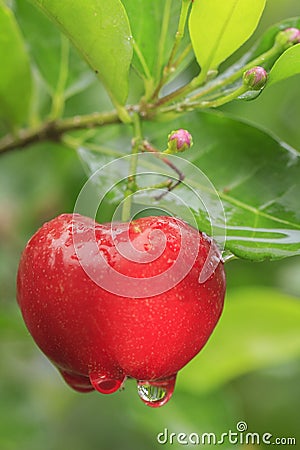 Acerola cherry on tree Stock Photo