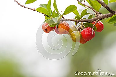 Acerola fruit hanging from branches Stock Photo