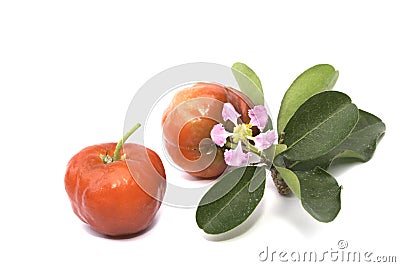 Acerola fruit isolated Stock Photo