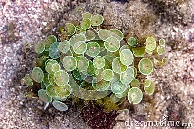 Acetabularia Sp. also known as Mermaid`s wineglass due to its shape. A Beautiful Marine species of Green Algae blooming underwater Stock Photo