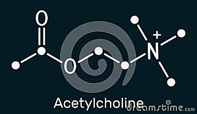 Acetylcholine, ACh molecule. It is parasympathomimetic neurotransmitter, vasodilator agent, hormone, human metabolite. Skeletal Stock Photo