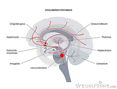 Acetylcholine cholinergic pathway Vector Illustration