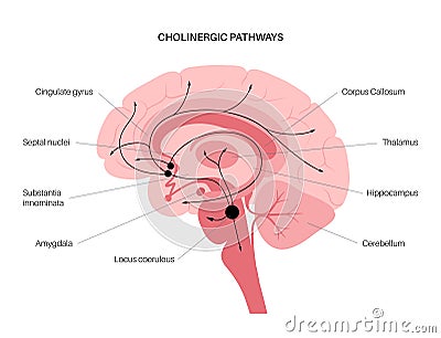 Acetylcholine cholinergic pathway Vector Illustration