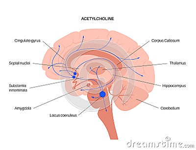 Acetylcholine cholinergic pathway Vector Illustration
